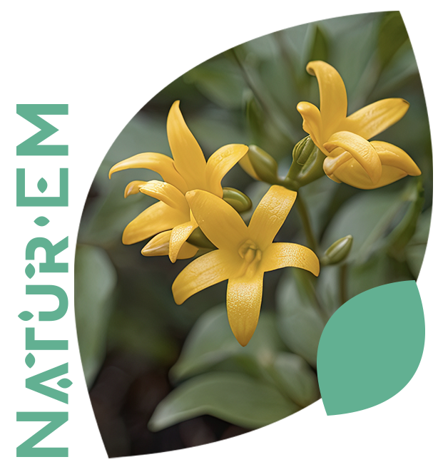 Image Slider