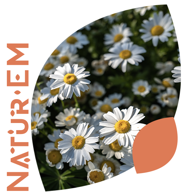 Image Slider